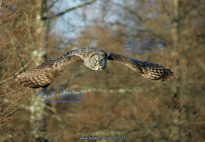: Great Grey Owl - flight : Great Grey Owl - flight