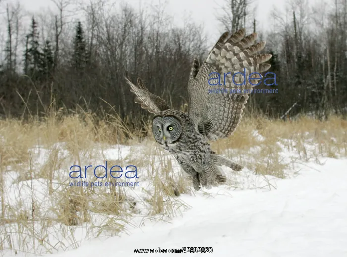 : Great Grey Owl - flight : Great Grey Owl - flight
