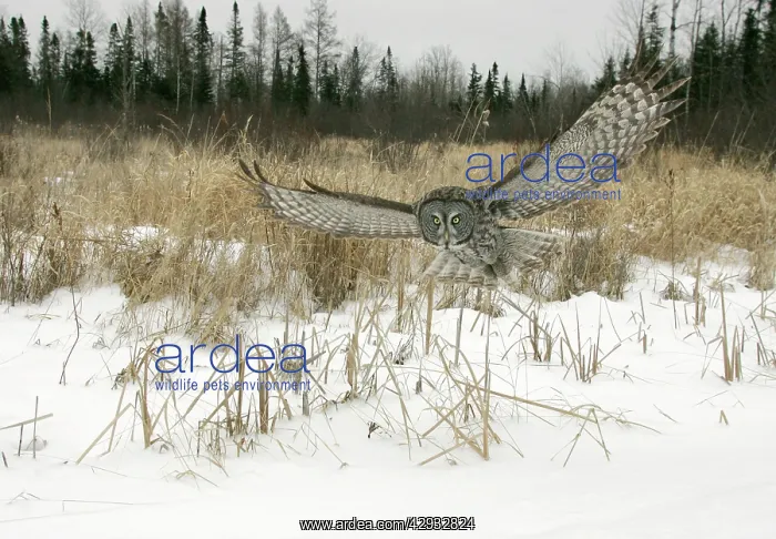 : Great Grey Owl - flight : Great Grey Owl - flight