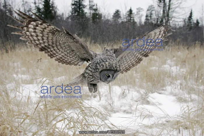 : Great Grey Owl - flight : Great Grey Owl - flight