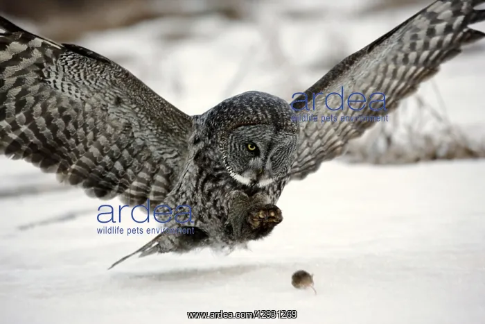 : Great Grey Owl - in flight, approaching mouse on snow : Great Grey Owl - in flight, approaching mouse on snow
