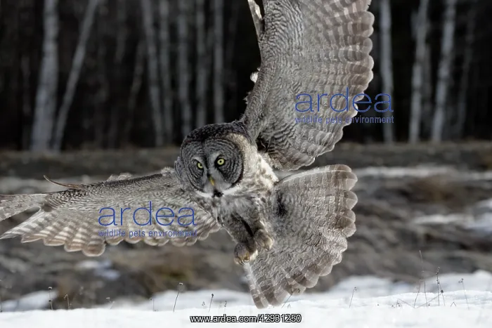 : Great Grey Owl - in flight approaching prey : Great Grey Owl - in flight approaching prey
