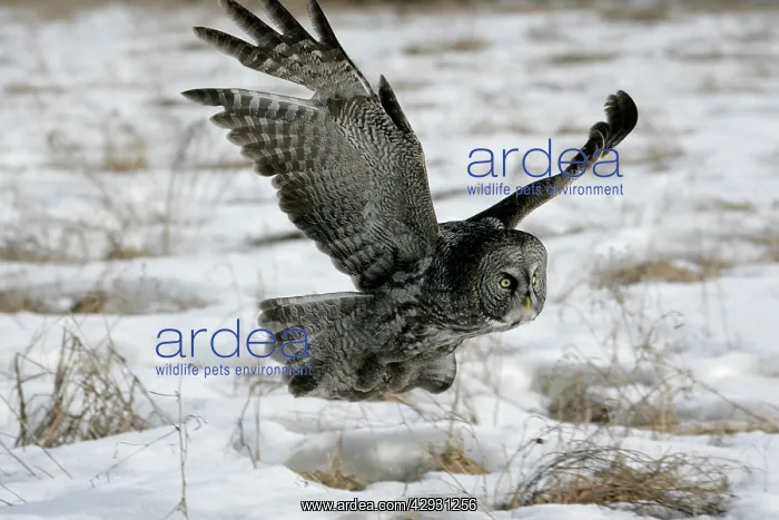 : Great Grey Owl - in flight over snowcovered field : Great Grey Owl - in flight over snowcovered field