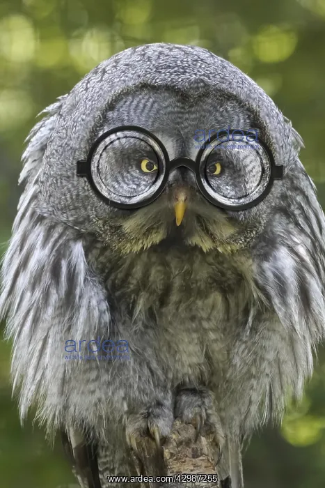 : Great grey owl, fluffed up, wearing glasses : Great grey owl, fluffed up, wearing glasses