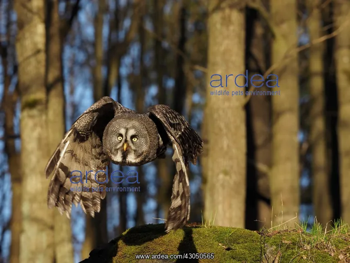  : Great Grey Owl-Flying, Czech Republic
