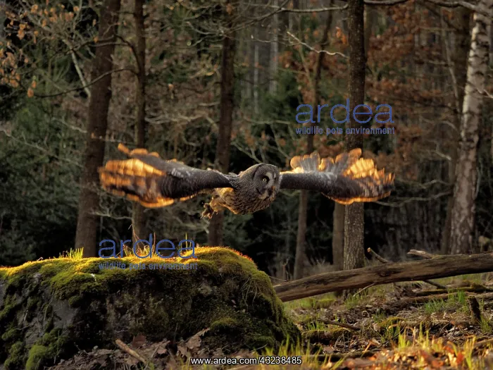  : Great Grey Owl-flying, Czech Republic