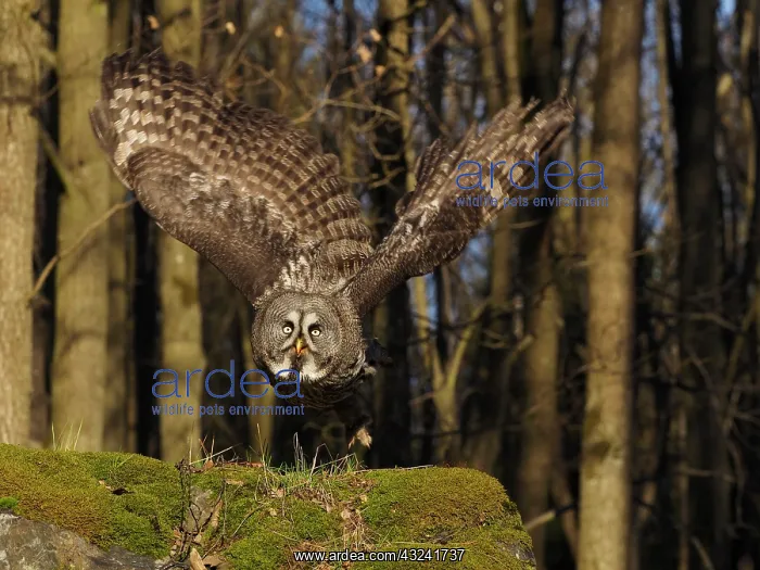 : Great Grey Owl-flying, Czech Republic