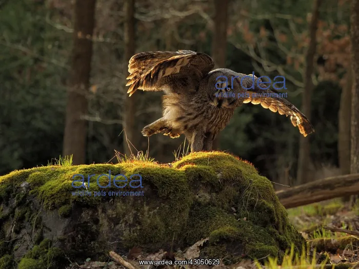  : Great Grey Owl-landing, Czech Republic