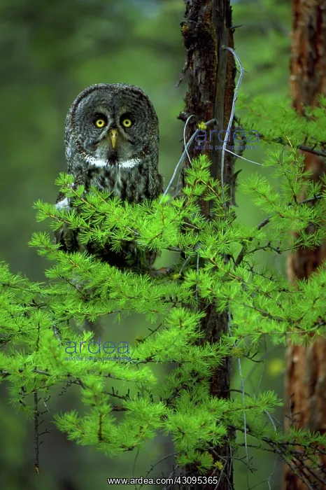 : Great grey owl in a larch tree : Great grey owl in a larch tree