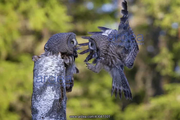 : Great Grey Owl male giving food to the female : Great Grey Owl male giving food to the female