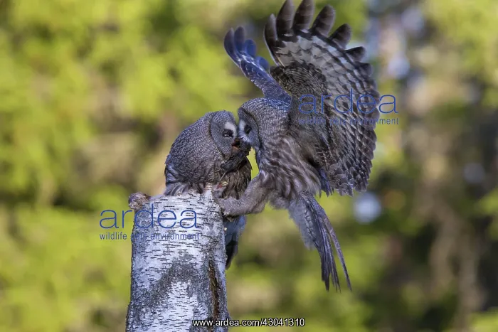 : Great Grey Owl male giving food to the female : Great Grey Owl male giving food to the female