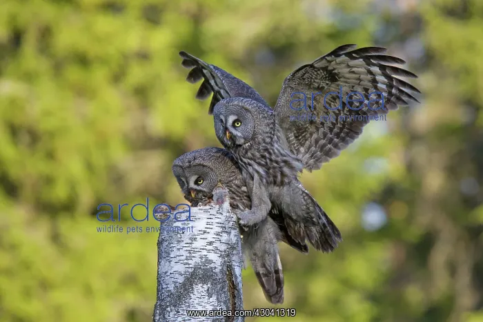 : Great Grey Owl male giving food to the female : Great Grey Owl male giving food to the female