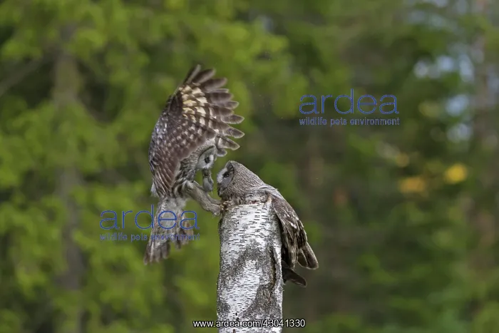 : Great Grey Owl male giving food to the female : Great Grey Owl male giving food to the female