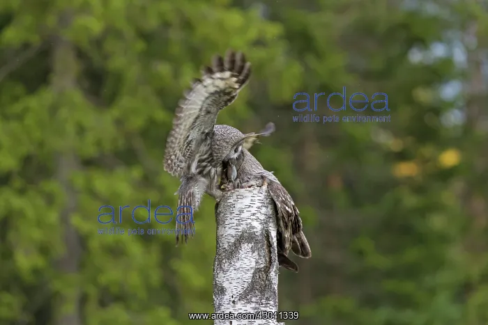 : Great Grey Owl male giving food to the female : Great Grey Owl male giving food to the female