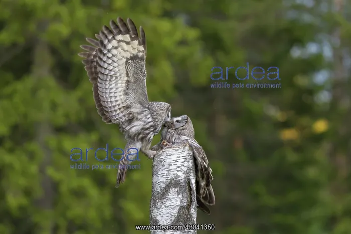 : Great Grey Owl male giving food to the female : Great Grey Owl male giving food to the female