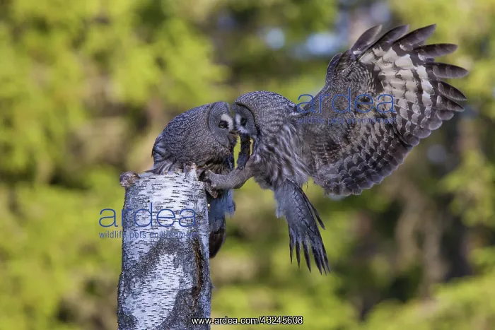 : Great Grey Owl male giving food to the female : Great Grey Owl male giving food to the female