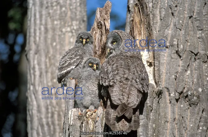 : Great Grey Owl with two owlets at nest in broken poplar tree : Great Grey Owl with two owlets at nest in broken poplar tree