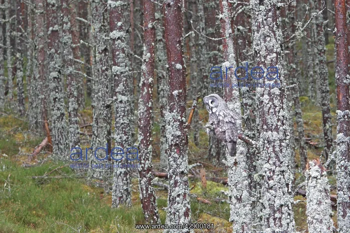 : Great Grey Owl - perched on branch : Great Grey Owl - perched on branch