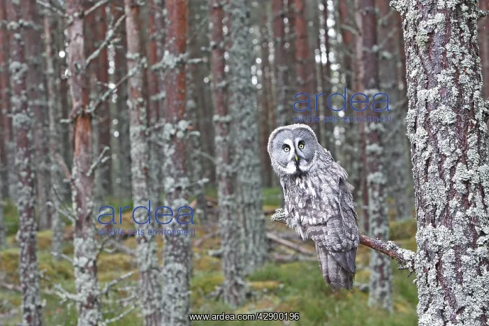 : Great Grey Owl - perched on branch : Great Grey Owl - perched on branch