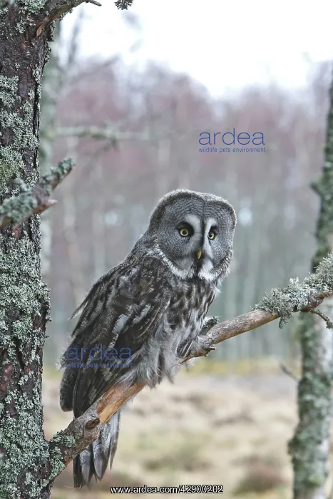 : Great Grey Owl - perched on branch