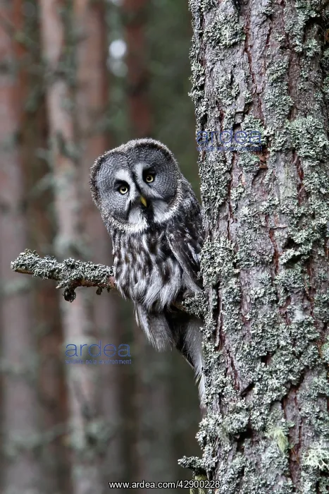 : Great Grey Owl - perched on branch : Great Grey Owl - perched on branch