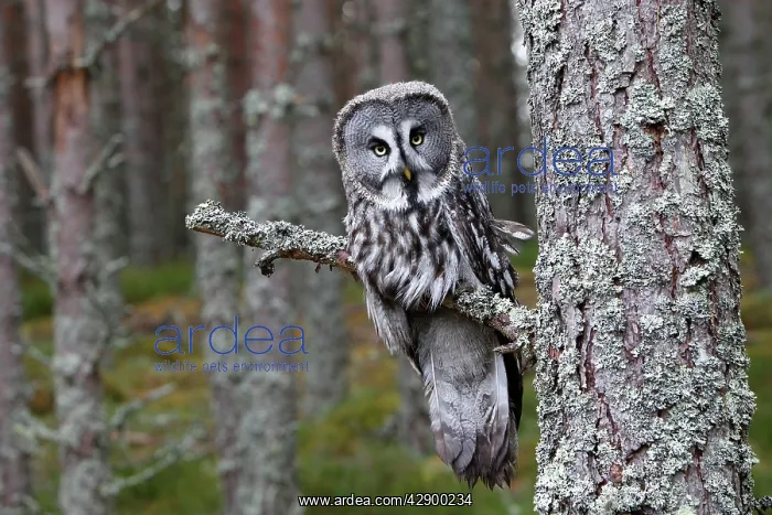 : Great Grey Owl - perched on branch : Great Grey Owl - perched on branch