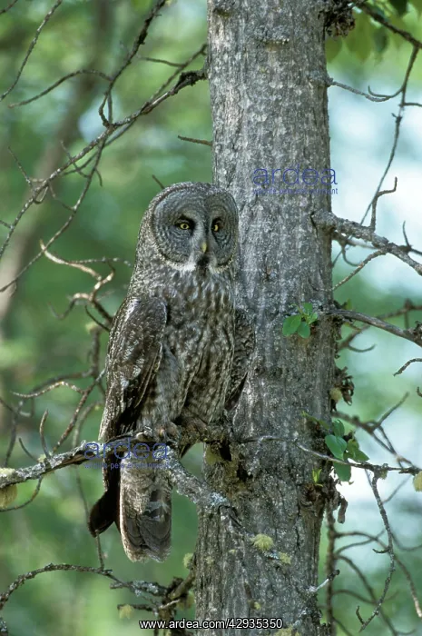 : Great Grey OWL- Perched on branch of poplar tree : Great Grey OWL- Perched on branch of poplar tree