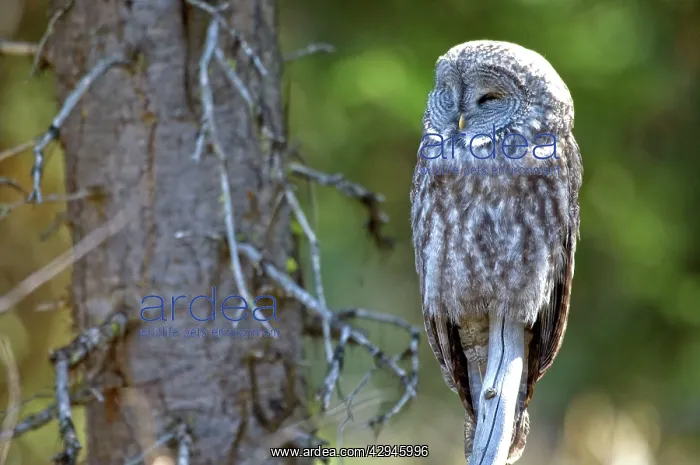 : Great grey owl - Roosting on dead branch : Great grey owl - Roosting on dead branch