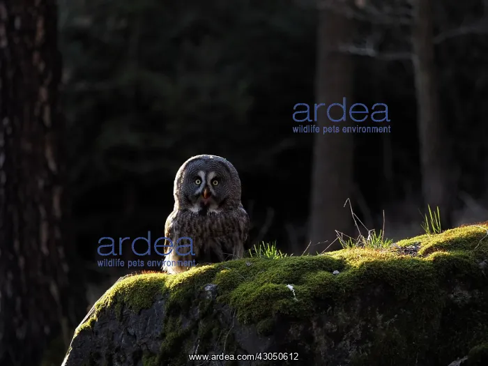 : Great Grey Owl-sitting on a rock and watching, Czech Republic : Great Grey Owl-sitting on a rock and watching, Czech Republic