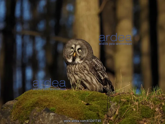 : Great Grey Owl-sitting on a rock and watching, Czech Republic : Great Grey Owl-sitting on a rock and watching, Czech Republic