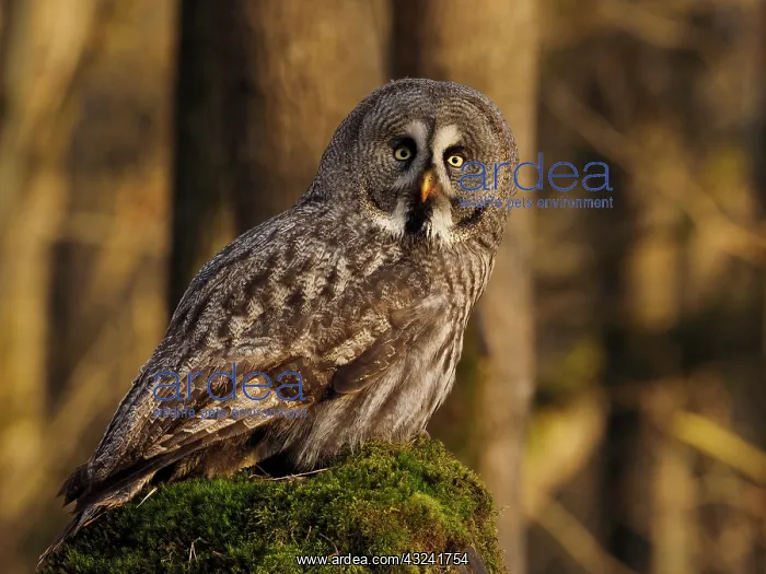 : Great Grey Owl-sitting on a rock and watching, Czech Republic : Great Grey Owl-sitting on a rock and watching, Czech Republic