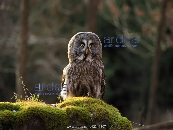 : Great Grey Owl-sitting on a rock and watching, Czech Republic : Great Grey Owl-sitting on a rock and watching, Czech Republic