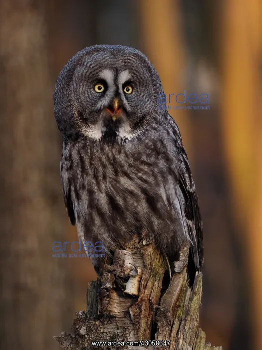 : Great Grey Owl-sitting on a tree stump and watching, Czech Re : Great Grey Owl-sitting on a tree stump and watching, Czech Re