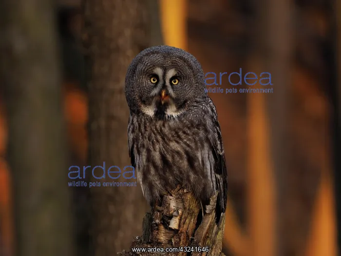  : Great Grey Owl-sitting on a tree stump and watching, Czech Re