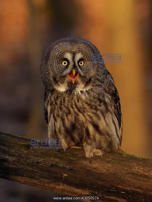 : Great Grey Owl-sitting on a tree and watching, Czech Republic : Great Grey Owl-sitting on a tree and watching, Czech Republic
