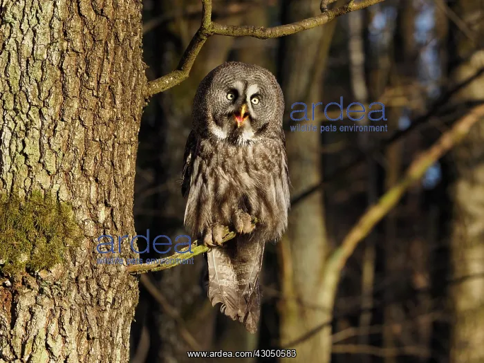 : Great Grey Owl-sitting on a tree and watching, Czech Republic : Great Grey Owl-sitting on a tree and watching, Czech Republic