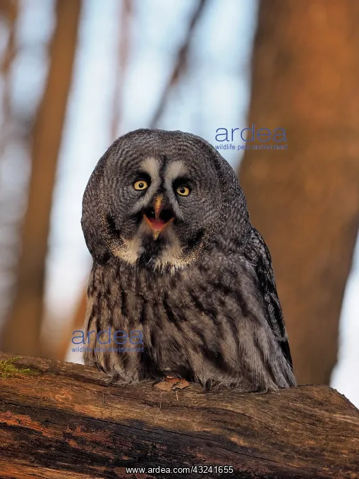 : Great Grey Owl-sitting on a tree and watching, Czech Republic : Great Grey Owl-sitting on a tree and watching, Czech Republic