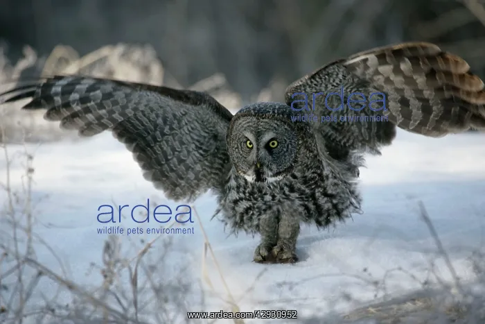 : Great Grey Owl - in snow, holding mouse in talons : Great Grey Owl - in snow, holding mouse in talons