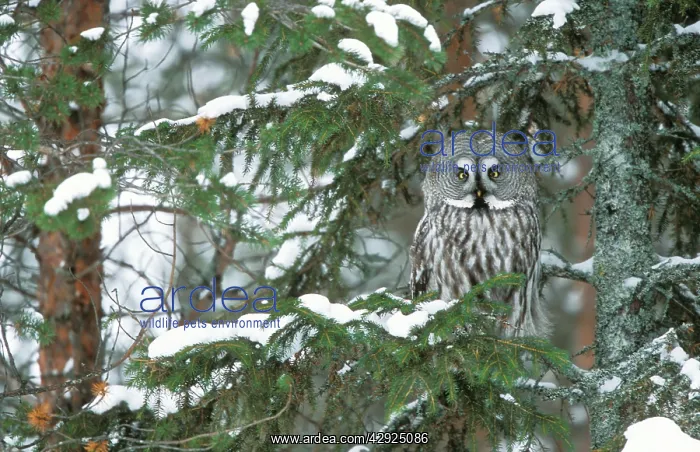  : Great Grey OWL - on snowy branch