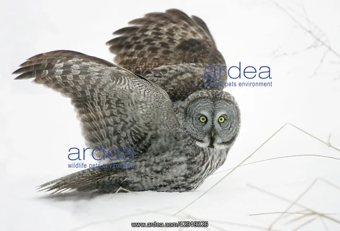 : Great Grey Owl - Standing 27 in tall with a wingspan : Great Grey Owl - Standing 27 in tall with a wingspan