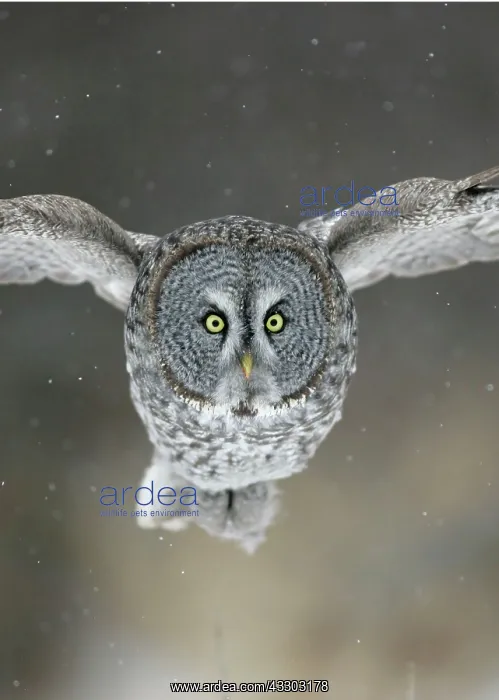 : Great Grey Owl - Standing 27 in tall with a wingspan : Great Grey Owl - Standing 27 in tall with a wingspan