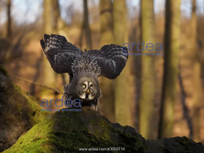 : Great Grey Owl-starting to fly off, Czech Republic : Great Grey Owl-starting to fly off, Czech Republic