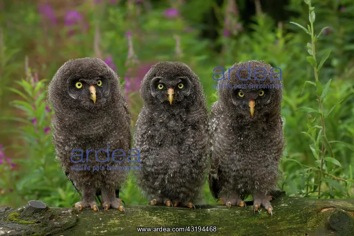 : Great grey owl (Strix nebulosa), branchlings, Germany : Great grey owl (Strix nebulosa), branchlings, Germany