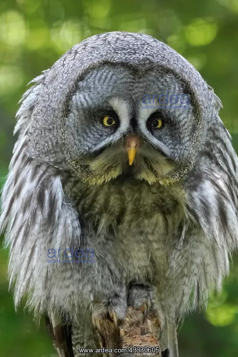  : Great grey owl (Strix nebulosa), fluffed up, animal