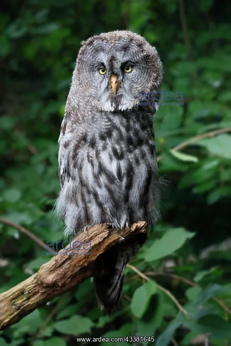 : Great Grey Owl (Strix nebulosa), adult, perch, vigilant : Great Grey Owl (Strix nebulosa), adult, perch, vigilant