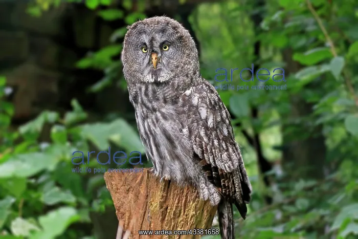 : Great Grey Owl (Strix nebulosa), adult, perch, vigilant : Great Grey Owl (Strix nebulosa), adult, perch, vigilant