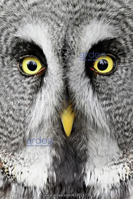 : Great grey owl (Strix nebulosa), captive, Switzerland : Great grey owl (Strix nebulosa), captive, Switzerland