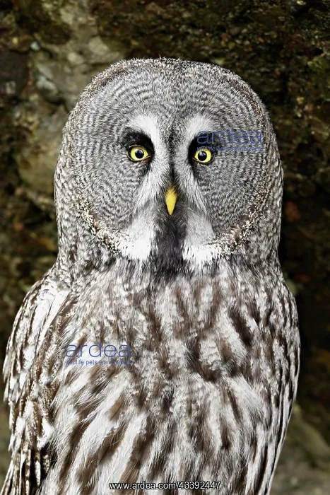: Great grey owl (Strix nebulosa), captive, Switzerland : Great grey owl (Strix nebulosa), captive, Switzerland