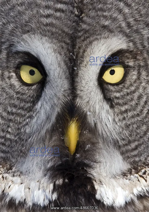 : Great Grey Owl (Strix nebulosa) adult, close-up of face : Great Grey Owl (Strix nebulosa) adult, close-up of face