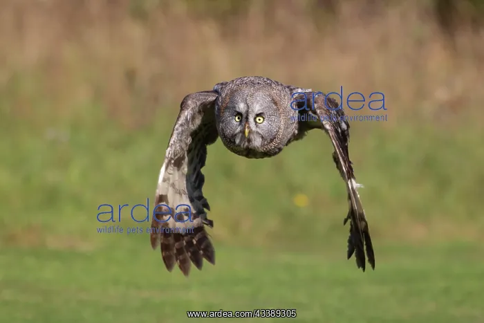 : Great grey owl (Strix nebulosa) adult bird flying : Great grey owl (Strix nebulosa) adult bird flying
